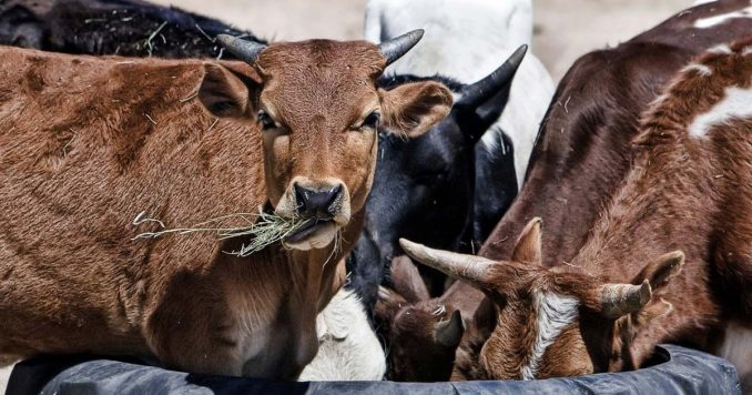 Vaches