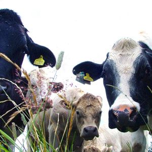 Herbe, vertébré, organisme, animal terrestre, animal de travail, bovin, zone rurale, museau, pâturage, vache laitière, Herbe, vertébré, organisme, animal terrestre, animal de travail, bovin, zone rurale, museau, pâturage, vache laitière,