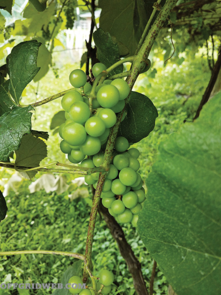 raisins de disposition de jardin de survie