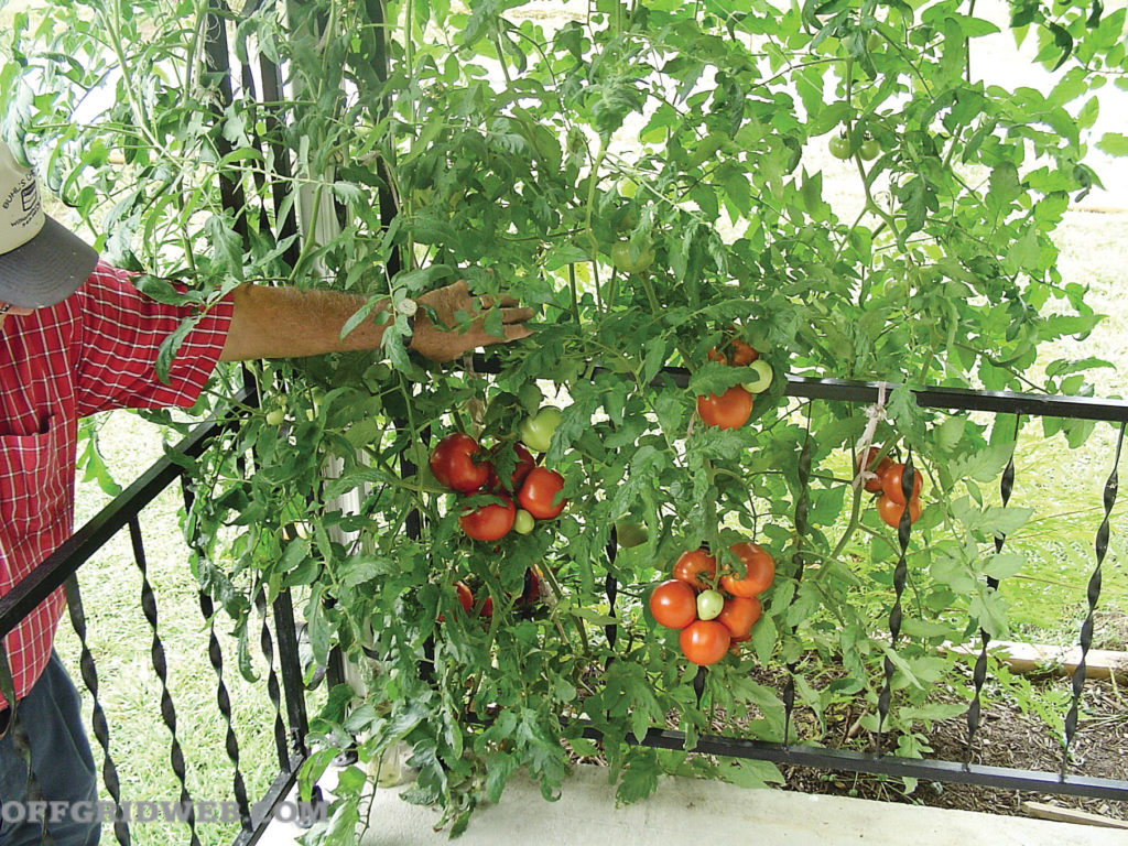 Tomates Survival Garden Layout