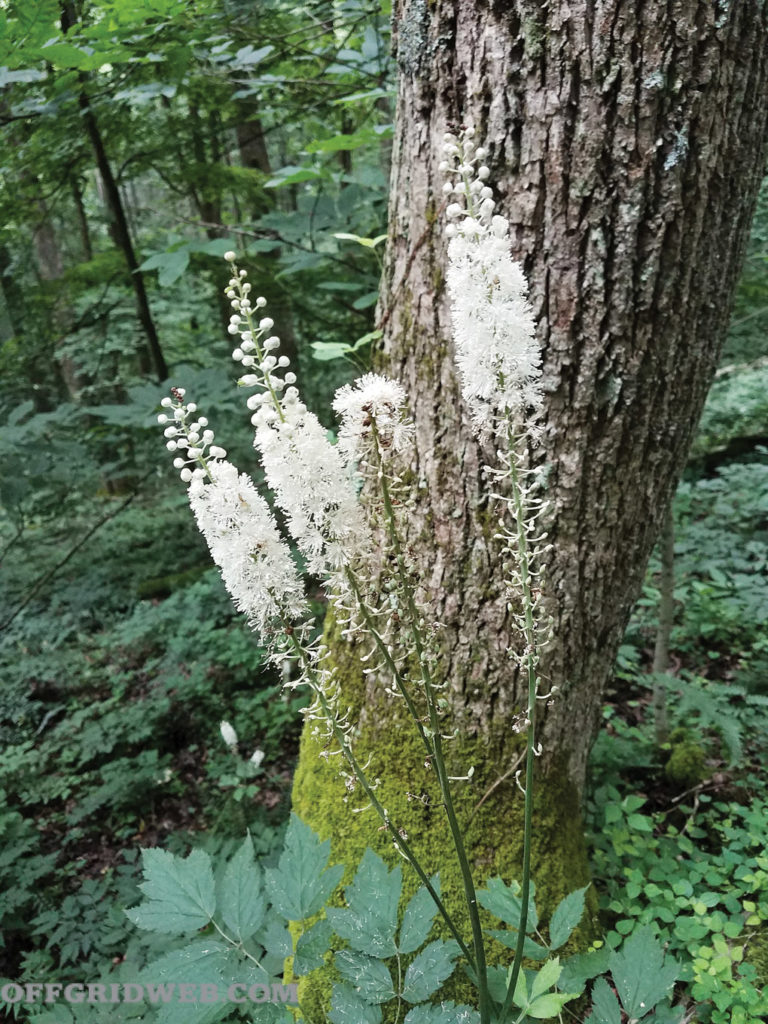 aménagement de jardin de survie