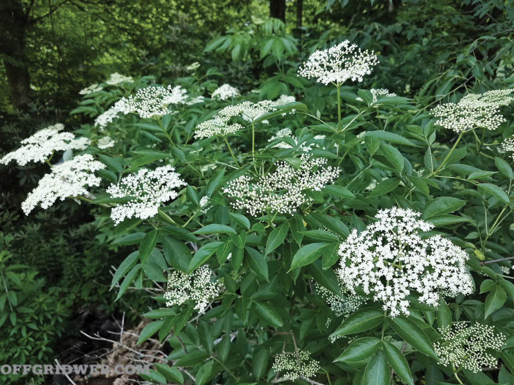 Aménagement du jardin de survie