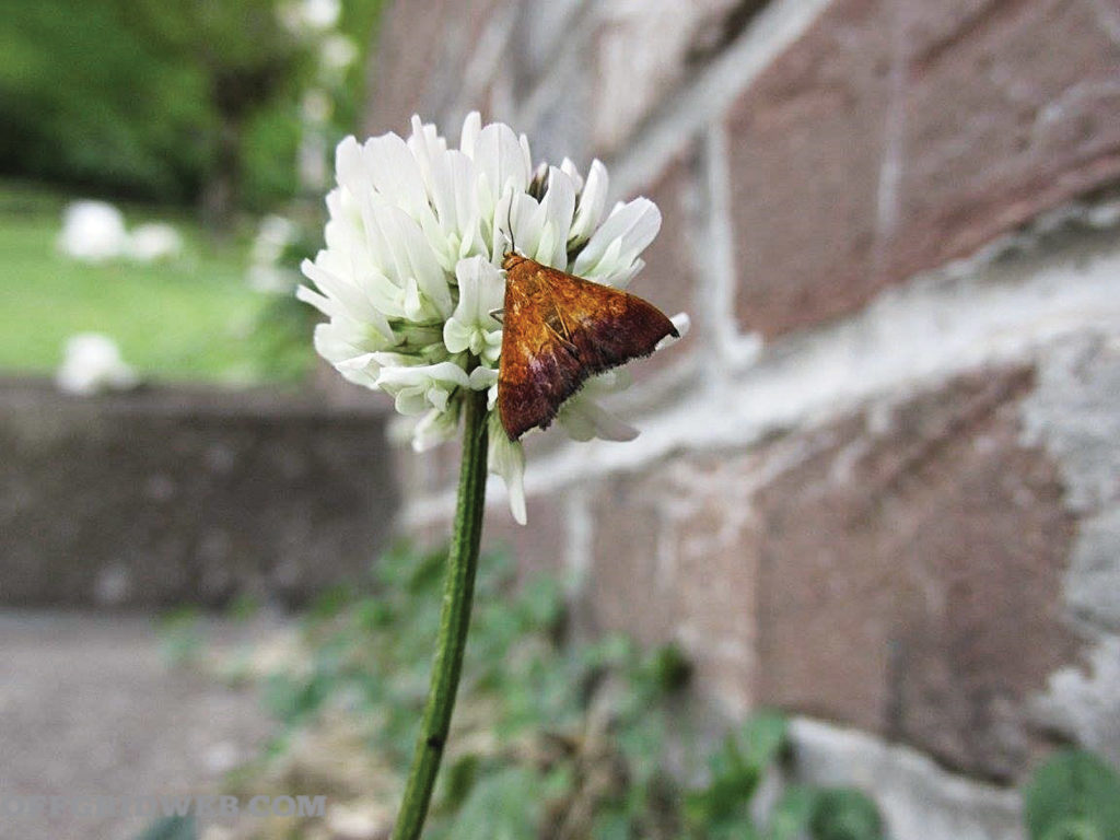 Aménagement du jardin de survie