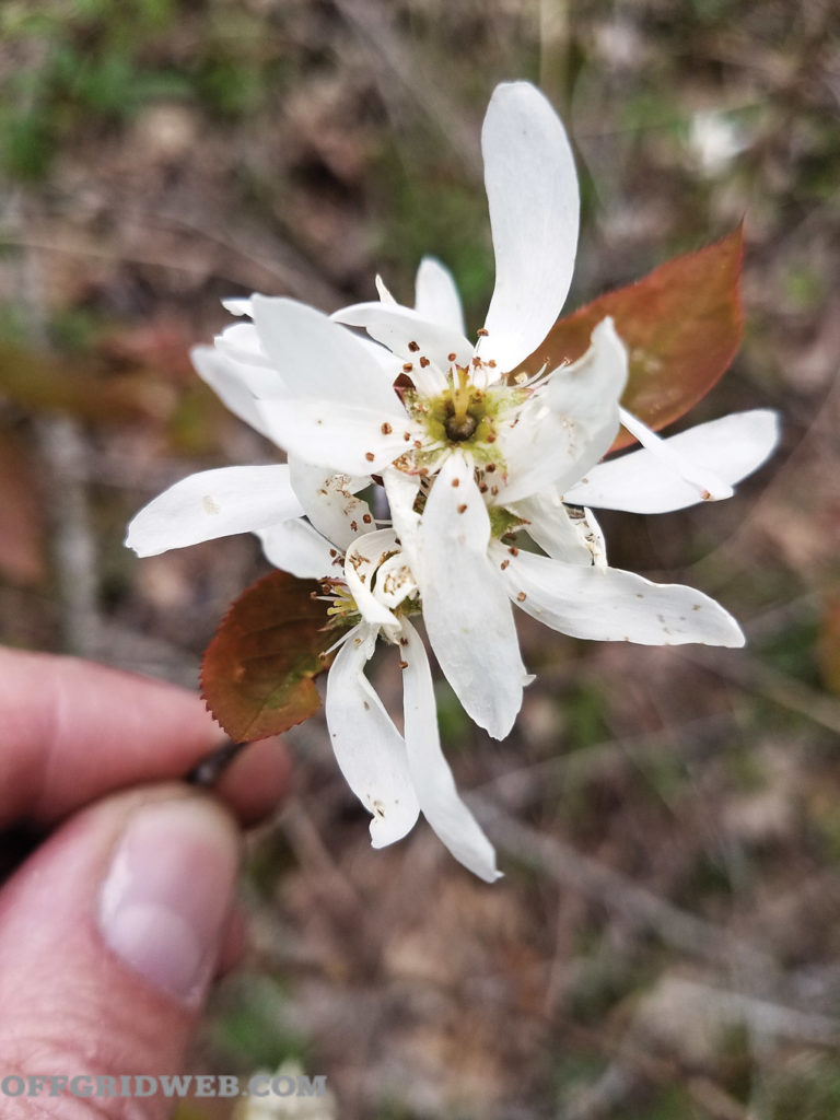 aménagement de jardin de survie