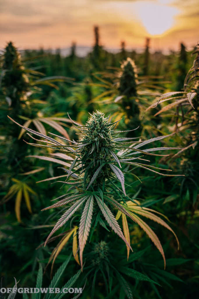 stock coucher de soleil cannabis cannabis 