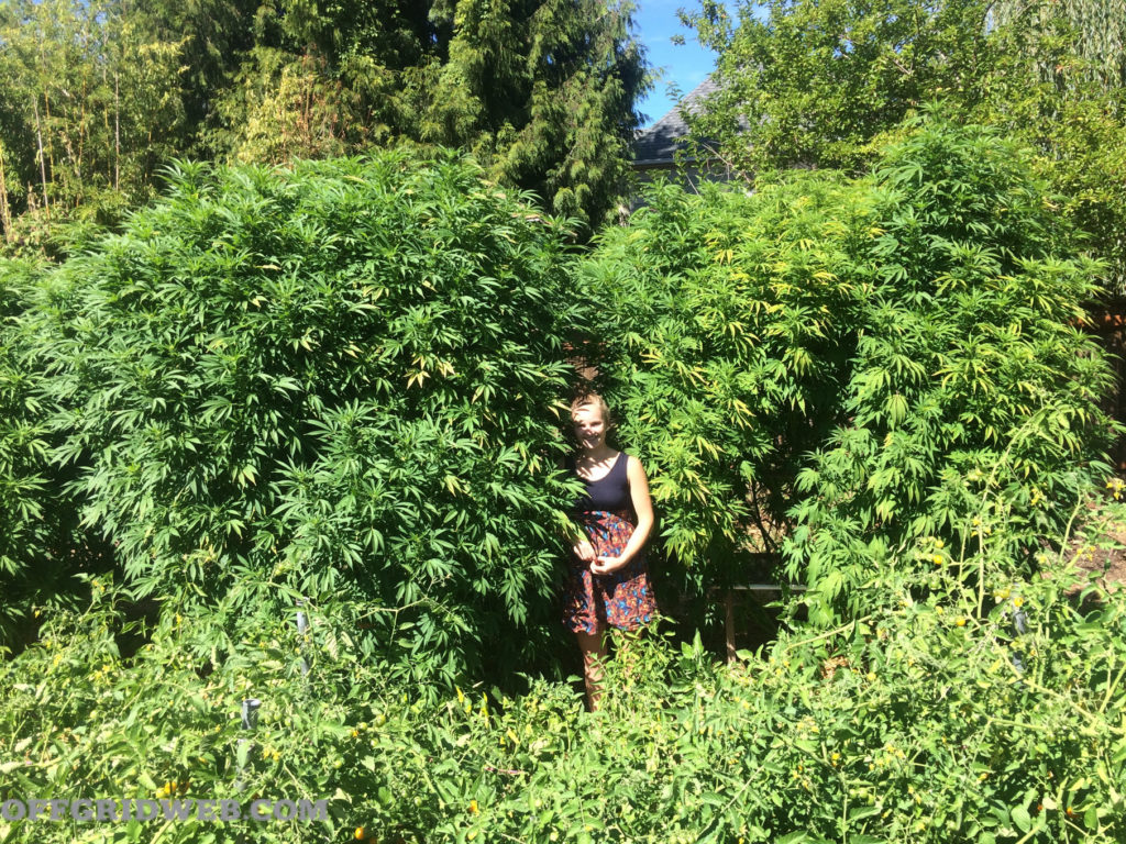 comment faire pousser de l'herbe