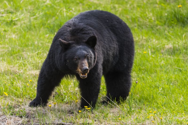 Ours noir | Comment éloigner les ours du camping
