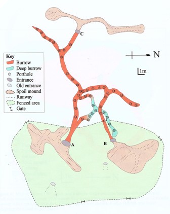 Carte du terrier 128 au parc national de la forêt d'Epping