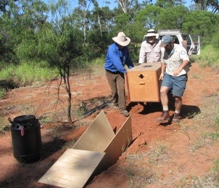 Transport d'un wombat déplacé vers un terrier de départ au refuge naturel Richard Underwood Photo : gouvernement du Queensland