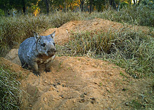 Wombat à nez poilu du nord Photo : gouvernement du Queensland