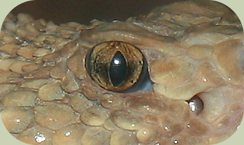 serpent à pupille verticale