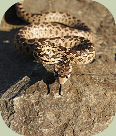 serpent gopher