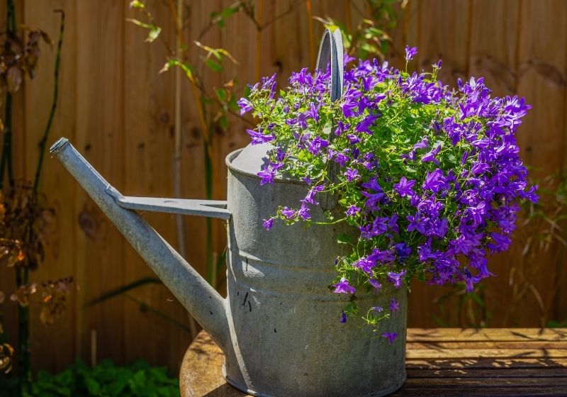 Arrosoir en métal vintage utilisé comme jardinière | idées de recyclage pour votre jardin