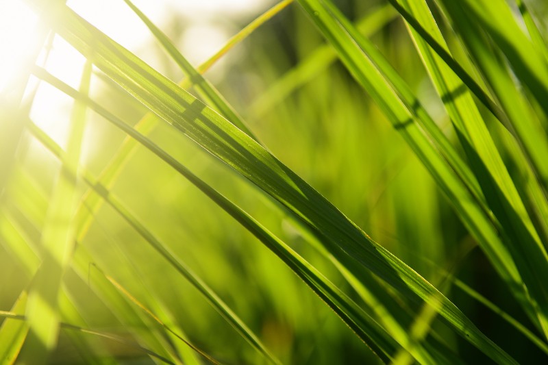 Citronnelle cultivée au potager | Répulsifs naturels contre les moustiques