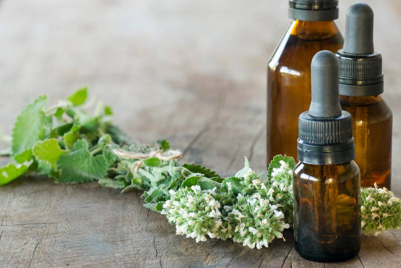 Essence d'herbe à chat (Nepeta Cataria var. citriodora) | Répulsifs naturels contre les moustiques