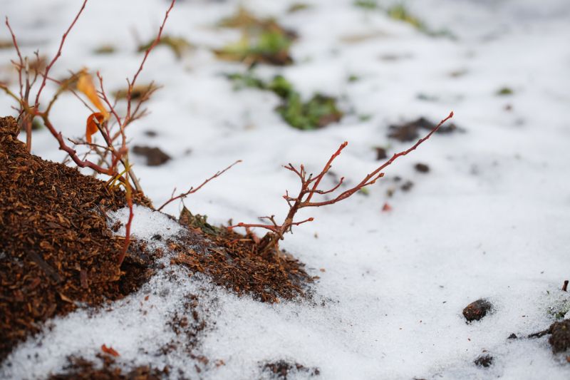 Travaux-d'hiver-jardin-isolation-entretien-arbustes Préparation totale à l'hiver